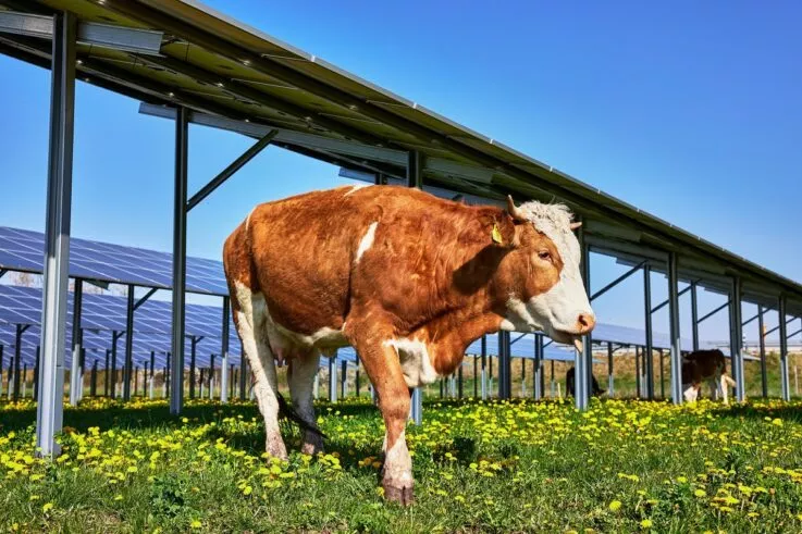 agri-photovoltaik-onesolar-737x491